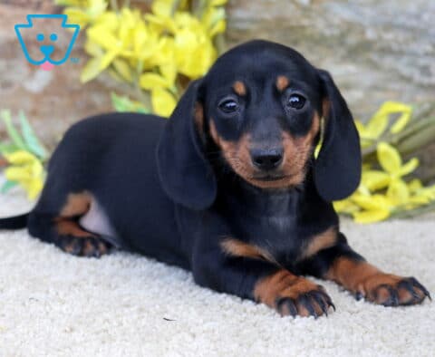 Adorable black and tan Mini Dachshund puppy relaxing on a soft cream rug, looking directly at the camera with soulful eyes, framed by yellow flowers and a rustic stone backdrop.