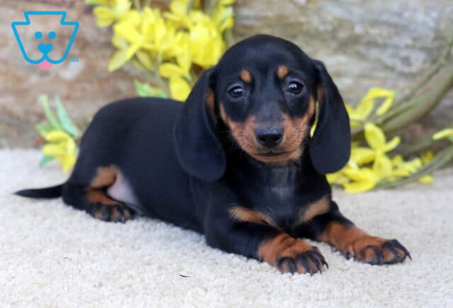 Adorable black and tan Mini Dachshund puppy relaxing on a soft cream rug, looking directly at the camera with soulful eyes, framed by yellow flowers and a rustic stone backdrop. image