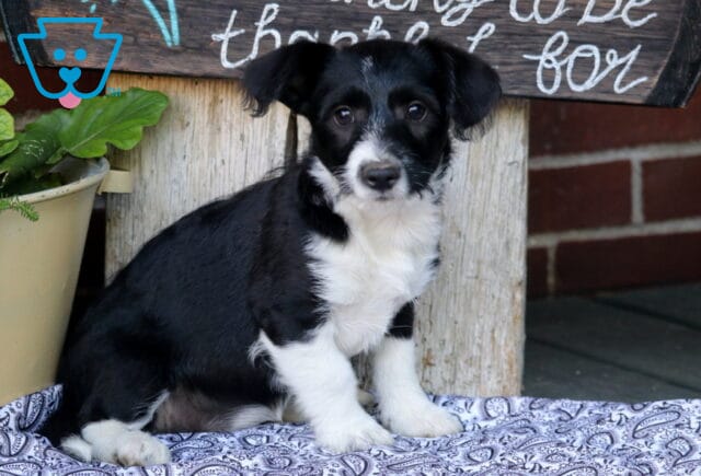 Black and white Corgipoo puppy sitting on a patterned blanket, featuring a glossy black coat, white chest and paws, floppy ears, and bright expressive eyes, posed beside a potted plant and rustic wooden sign. image
