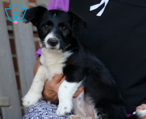 Black and white Corgipoo puppy being gently held while posing outdoors, featuring a silky black coat, white chest and legs, floppy ears, and bright curious eyes, with a wooden chair and brick wall in the background.