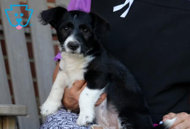 Black and white Corgipoo puppy being gently held while posing outdoors, featuring a silky black coat, white chest and legs, floppy ears, and bright curious eyes, with a wooden chair and brick wall in the background. image