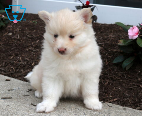 Snowball Pomsky