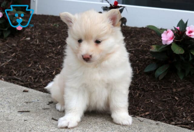 Snowball Pomsky image
