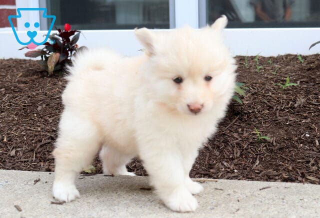Snowball Pomsky2 image