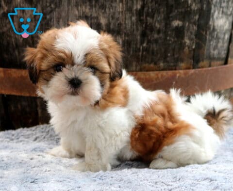 Sweet brown and white Shih Tzu puppy resting on a soft gray blanket with a fluffy curled tail and teddy bear face, posed in front of a rustic wooden barrel backdrop.