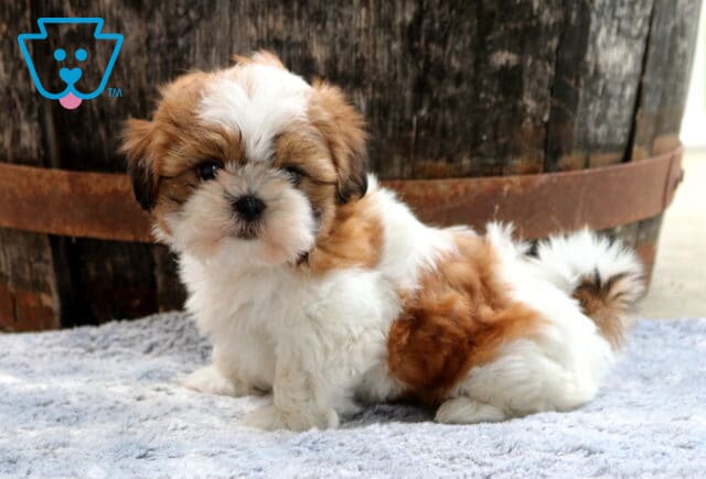 Sweet brown and white Shih Tzu puppy resting on a soft gray blanket with a fluffy curled tail and teddy bear face, posed in front of a rustic wooden barrel backdrop. image