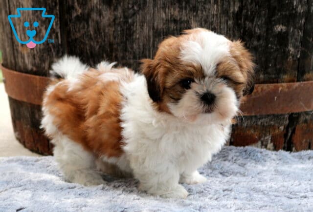 Fluffy brown and white Shih Tzu puppy standing on a plush gray blanket with a curled tail and soft expression, framed by a rustic wooden barrel that highlights its adorable compact build. image