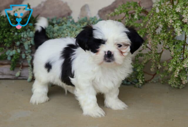 Adorable sable and white Shih Tzu puppy lounging peacefully beneath cascading greenery with fluffy white paws stretched forward. image