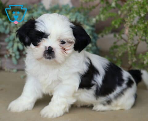 Adorable black and white Shih Tzu puppy sitting with a fluffy coat and sweet expression, framed by cascading greenery and garden plants.