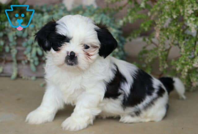 Adorable black and white Shih Tzu puppy sitting with a fluffy coat and sweet expression, framed by cascading greenery and garden plants. image