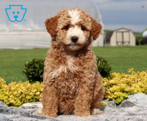 Star Cockapoo