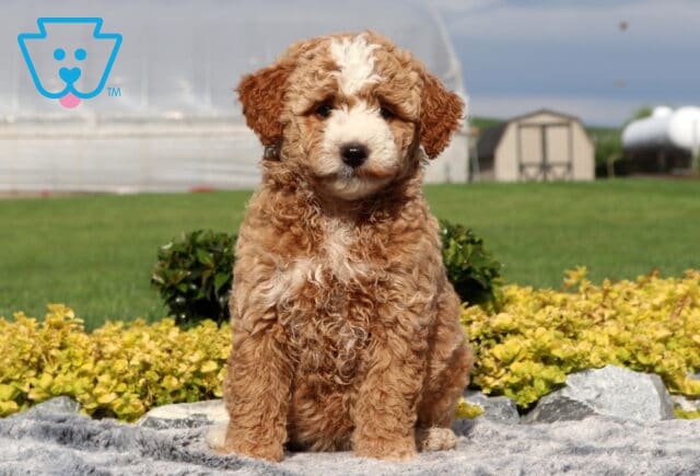 Star Cockapoo image