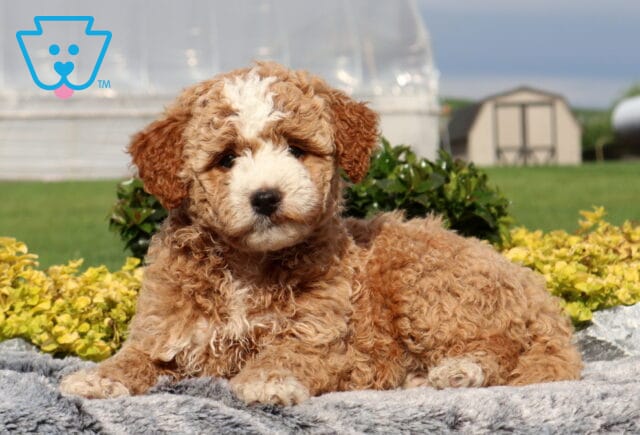 Star Cockapoo2 image