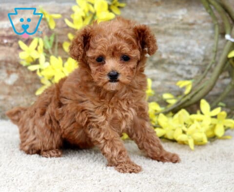 Star Toy Poodle