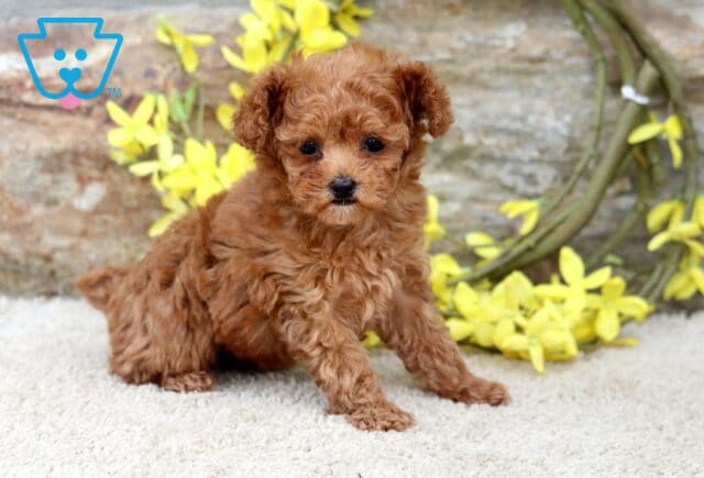 Star Toy Poodle image