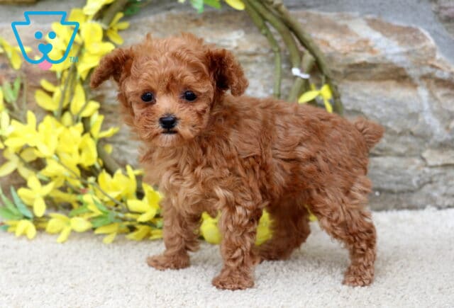 Star Toy Poodle2 image