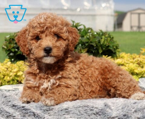 Stormy Cockapoo