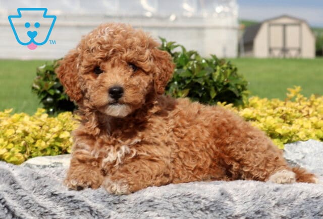 Stormy Cockapoo image