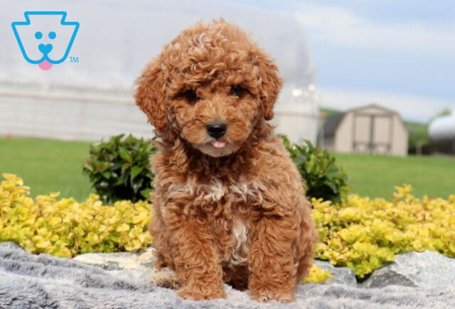 Stormy Cockapoo2 image