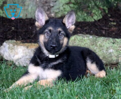 Stormy German Shepherd Retake
