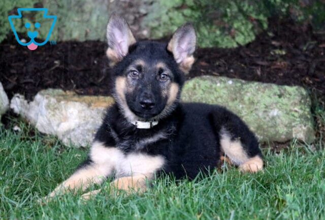 Black and tan German Shepherd puppy relaxing on green grass with ears perked high, posing in front of moss-covered stones and a large tree trunk outdoors. image