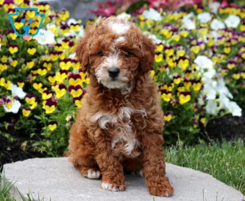 Stripes Mini poodle