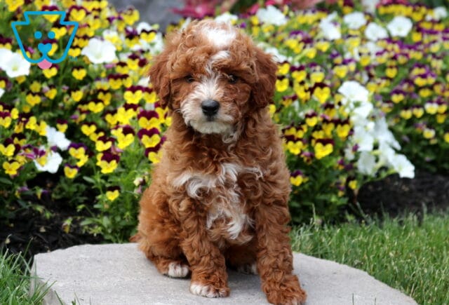 Red and white Mini Poodle puppy sitting on a stone garden path surrounded by colorful pansies, featuring a fluffy curly coat, white blaze, and a sweet, attentive gaze. image