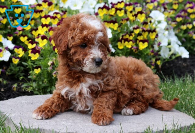 Curly red and white Mini Poodle puppy lounging on a stone patio in front of vibrant pansy flowers, featuring a fluffy coat, white facial markings, and a relaxed, playful look. image