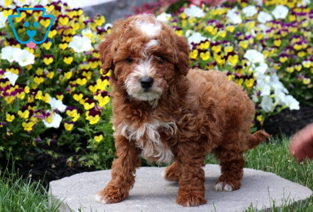 Red and white Mini Poodle puppy standing on a stone path surrounded by colorful garden flowers, showing off a curly coat, white facial markings, and an alert expression. image