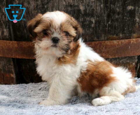 Adorable brown and white Shih Tzu puppy sitting proudly on a soft gray blanket, featuring a fluffy coat, dark expressive eyes, and a sweet face set against a rustic wooden barrel backdrop.