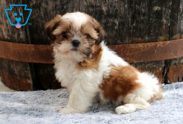 Adorable brown and white Shih Tzu puppy sitting proudly on a soft gray blanket, featuring a fluffy coat, dark expressive eyes, and a sweet face set against a rustic wooden barrel backdrop. image