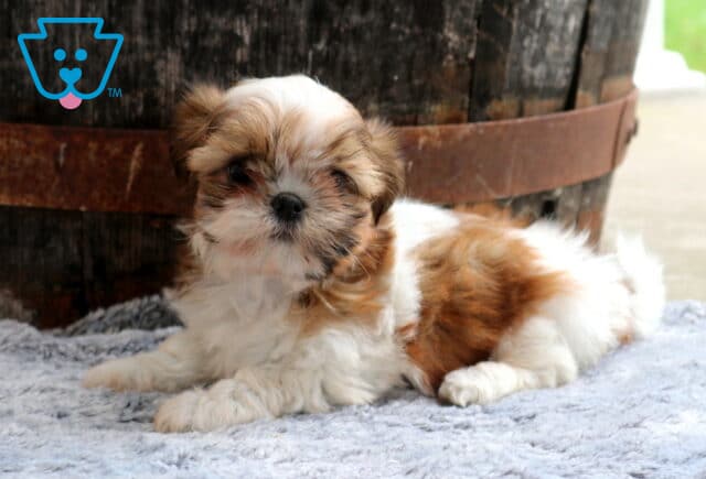 Fluffy brown and white Shih Tzu puppy lounging on a soft gray blanket, showing off a plush coat, curled tail, and gentle expression in front of a rustic wooden barrel. image
