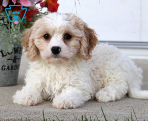 Summer Cavachon
