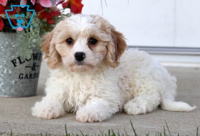 Summer Cavachon image