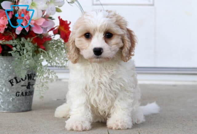 Summer Cavachon2 image