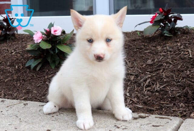 Summer Pomsky image