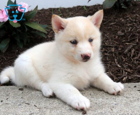 Summer Pomsky2