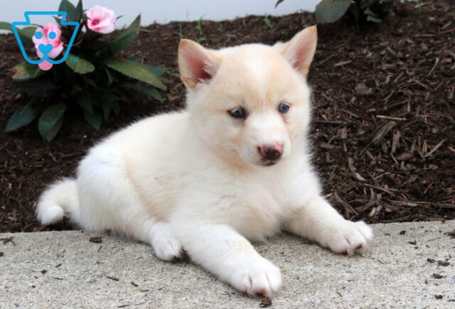 Summer Pomsky2 image