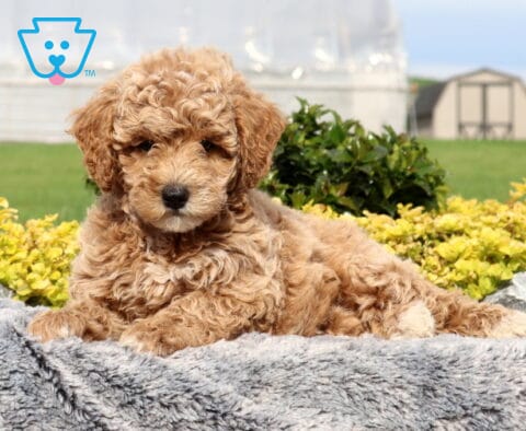 Sweetie Cockapoo
