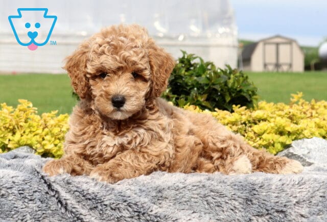 Sweetie Cockapoo image