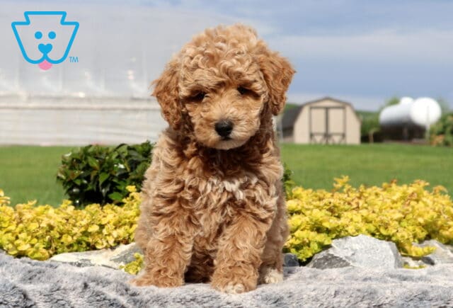 Sweetie Cockapoo2 image