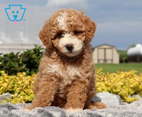 Swervo Cockapoo