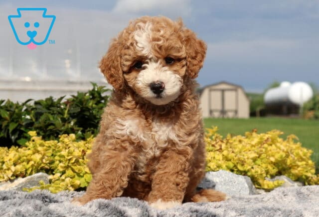 Swervo Cockapoo image