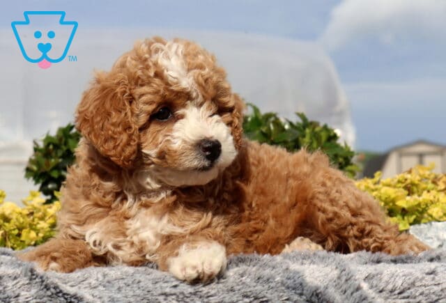 Swervo Cockapoo2 image