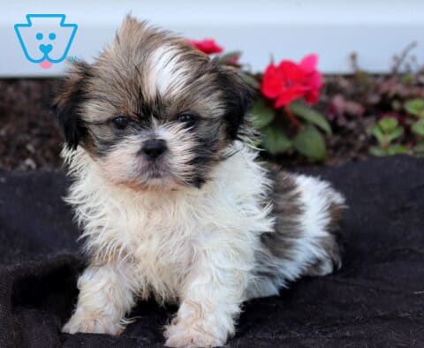 Fluffy tri-color Shih Tzu puppy sitting on a dark blanket, featuring a white coat with brown and black markings, a tousled topknot, and a sweet teddy bear face framed by bright garden flowers.