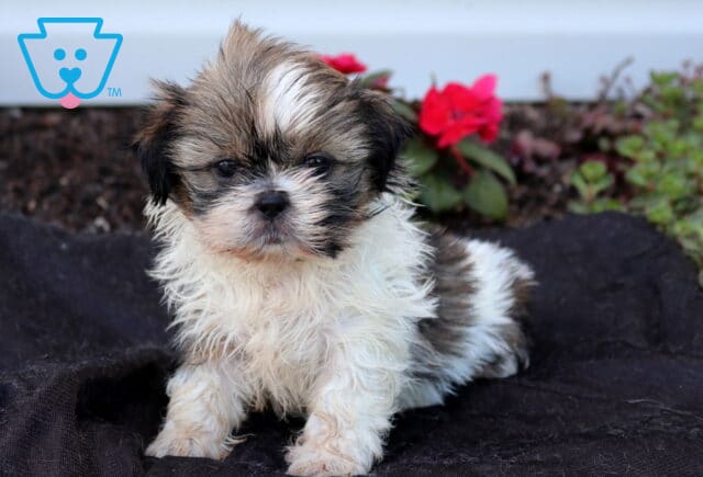 Fluffy tri-color Shih Tzu puppy sitting on a dark blanket, featuring a white coat with brown and black markings, a tousled topknot, and a sweet teddy bear face framed by bright garden flowers. image