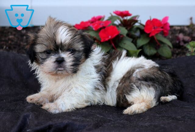 Adorable tri-color Shih Tzu puppy lounging on a dark blanket, showing off a fluffy white coat with brown and black patches, a wispy tuft of hair on top, and a relaxed expression with bright red flowers blooming in the background. image