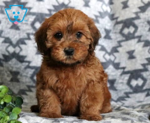 Adorable apricot Mini Whoodle puppy sitting on a soft patterned blanket with a curious expression, fluffy teddy bear coat, and a small green plant beside it.