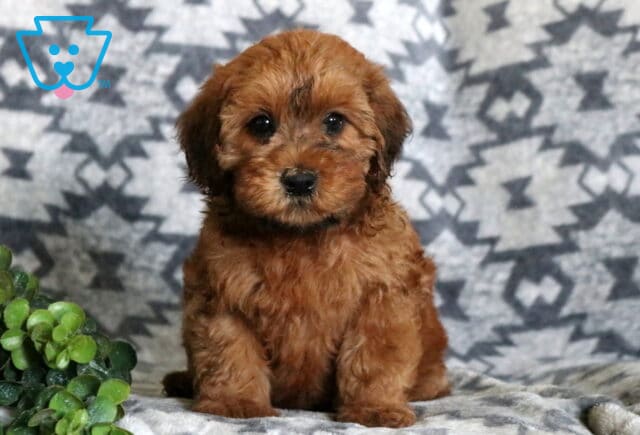 Adorable apricot Mini Whoodle puppy sitting on a soft patterned blanket with a curious expression, fluffy teddy bear coat, and a small green plant beside it. image