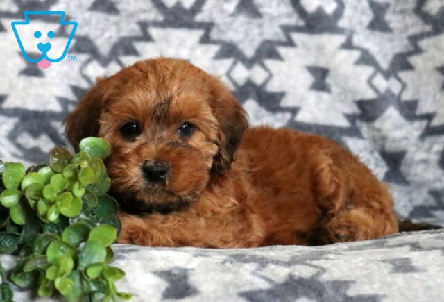 Sweet Mini Whoodle puppy relaxing on a cozy gray patterned blanket, gazing at the camera with bright eyes beside a leafy green plant. image